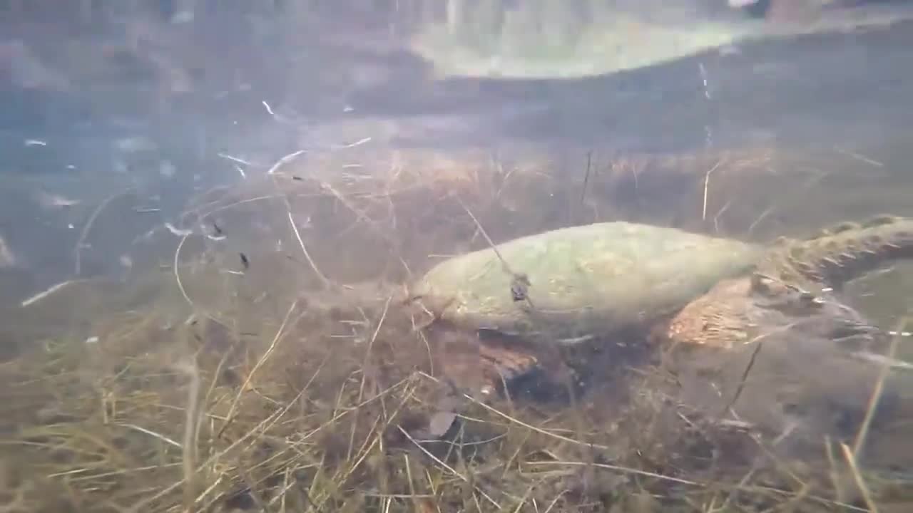 Big turtle underwater