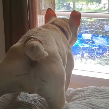 Bulldog is not happy that Dad is outside playing with Sissy