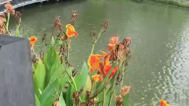 Flowers floating in the wind