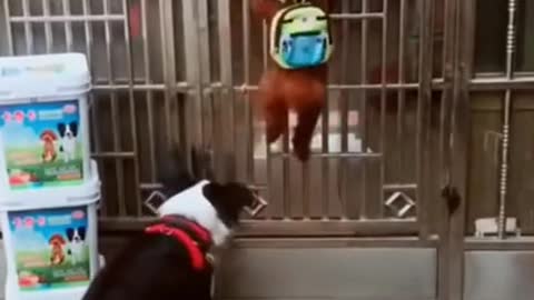 Cute Dog Trying To Open The Door !