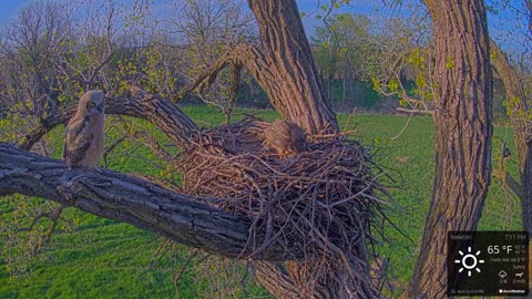Kansas Great Horned Owl Cam –Great horned owlet fledges! | 04-24-21 | 7:10 p.m.