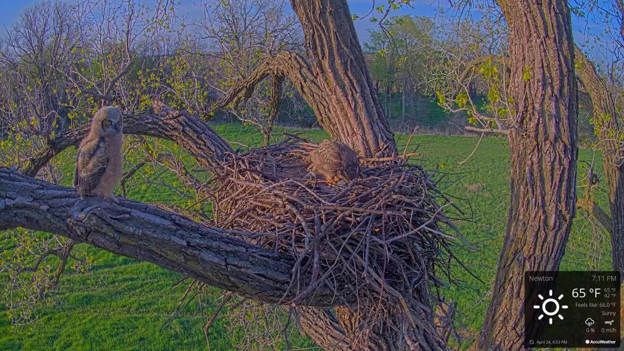 Kansas Great Horned Owl Cam –Great horned owlet fledges! | 04-24-21 | 7:10 p.m.