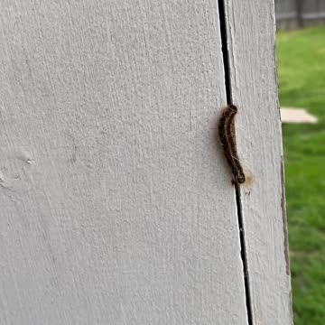 It’s a caterpillar