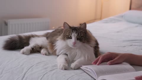 Woman Reading a Book with her Cat Lying Beside