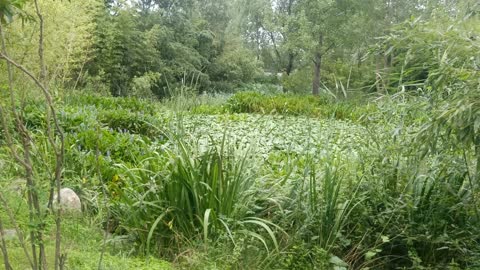 There was a pond in the garden in which a fountain played.