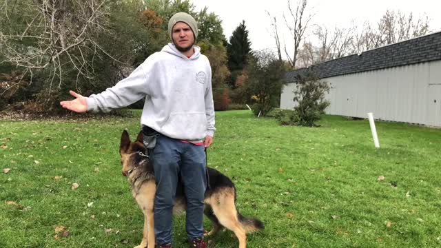 How to stop Dog Anxiety, Aggression, Pulling on the leash! German Shepherd Training Full tutorial