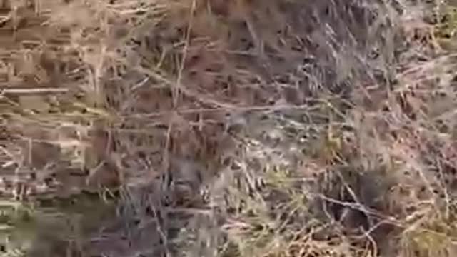 Releasing dangerous snake into wild