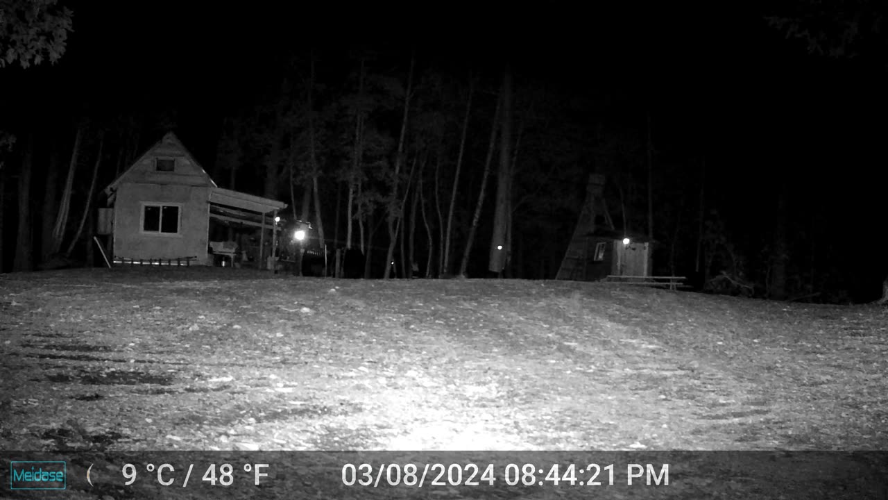 Mountain Lion at the Cabin