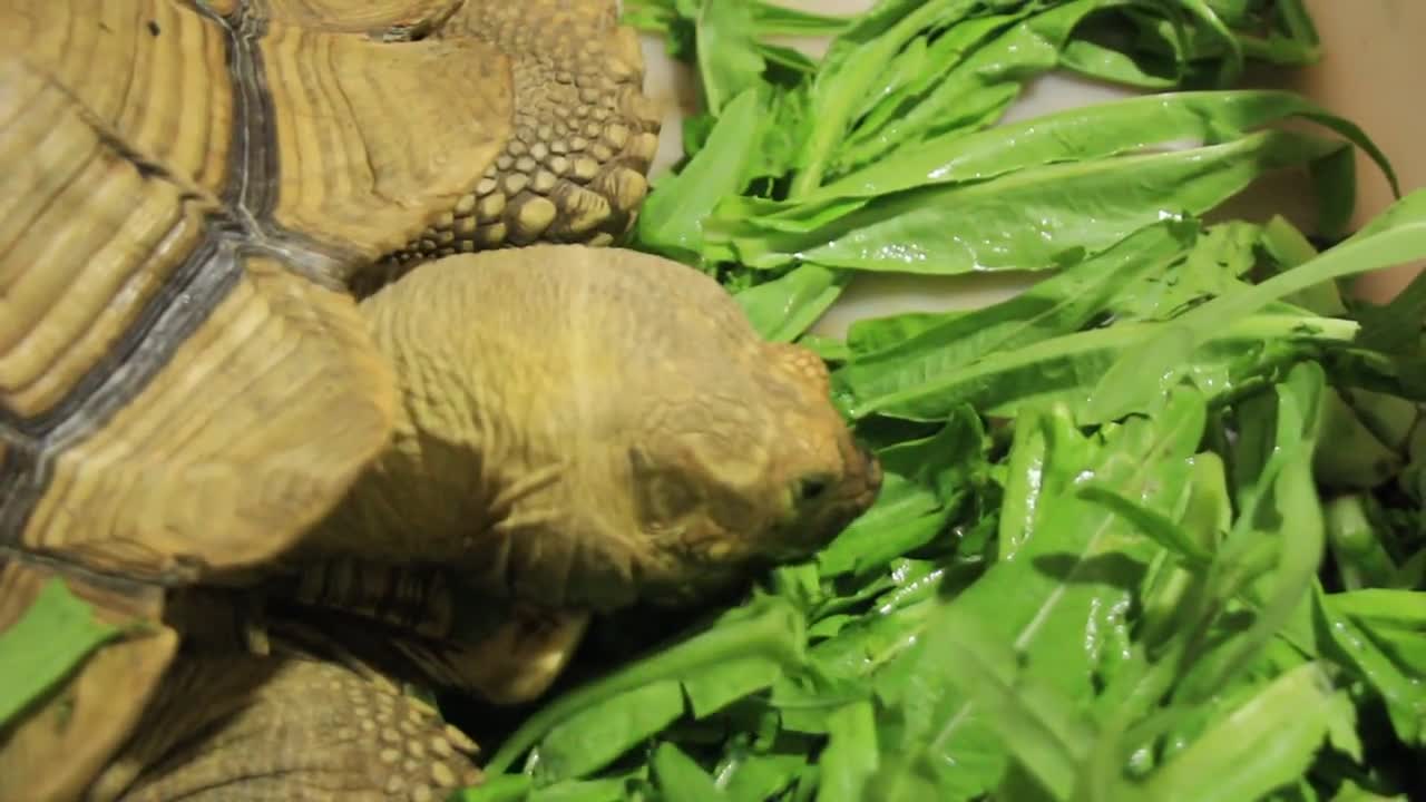 tortoise