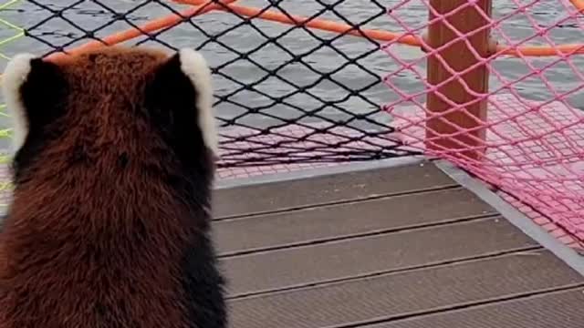 Bear who brings presents