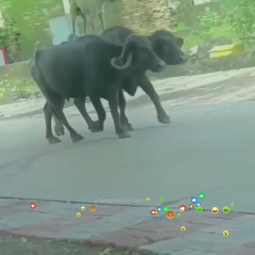 Lovely 😍 and funny