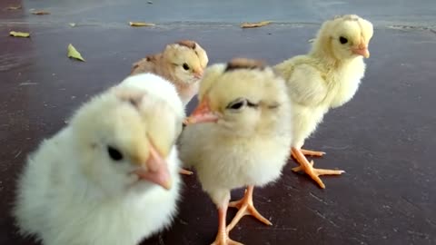 Interesting sounds of baby hen