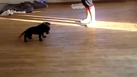 Dog playing in floor | Funny Dog