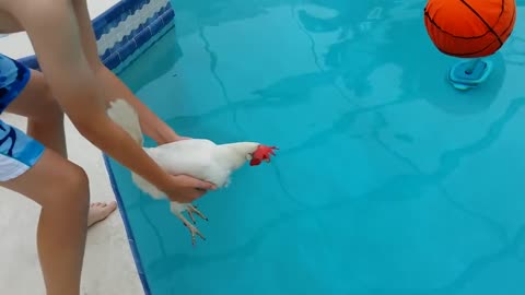 Can chicken swim ?