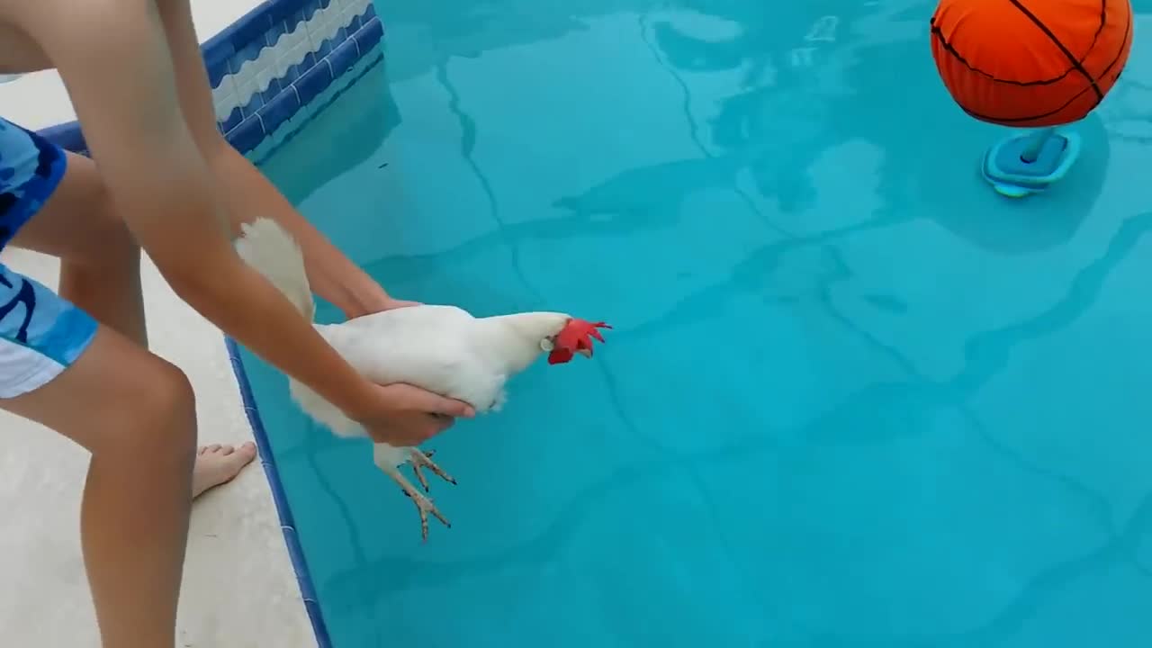 Can chicken swim ?