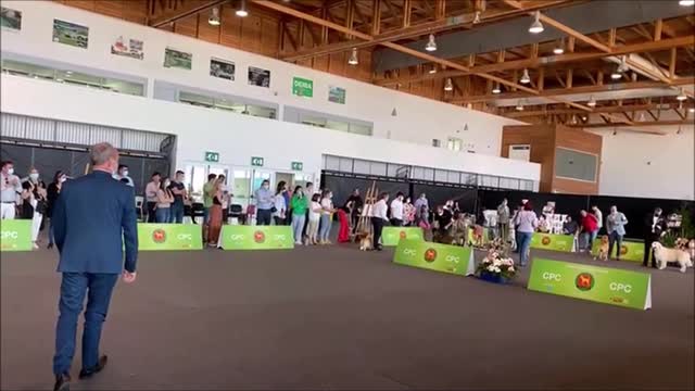 International Dog Show Azores Winner