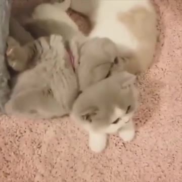 Super cute cats