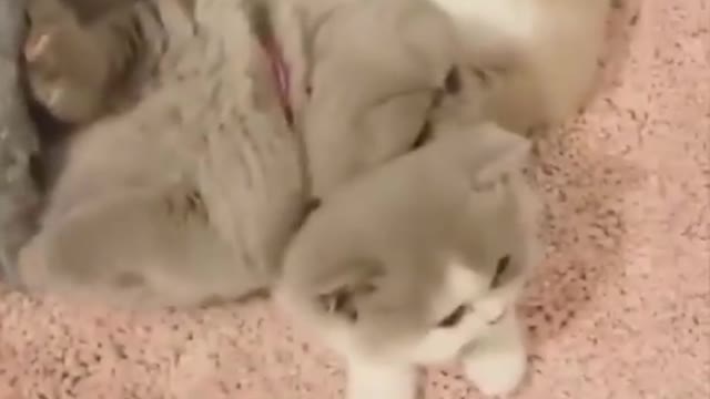Super cute cats