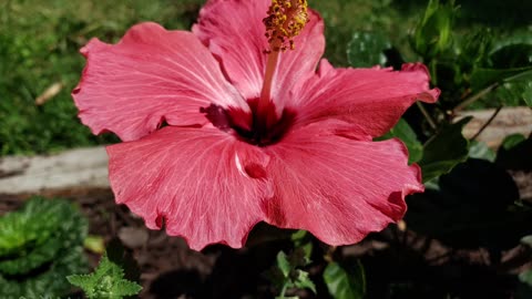 Flowers To Brighten Your Day From Petunia