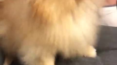 Pomeranian dog has the most hilarious sneeze #cat #cute #kitten