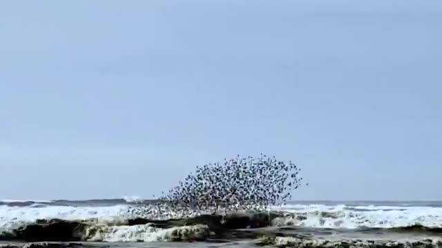 Amazing rythmic dance of flying birds