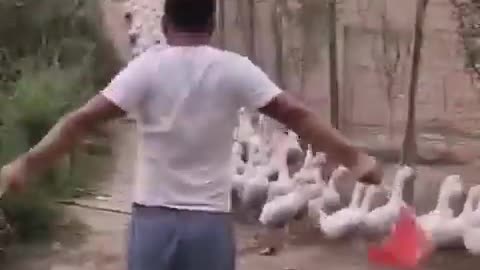 Duck 🦆🦆🦆🦆 farming