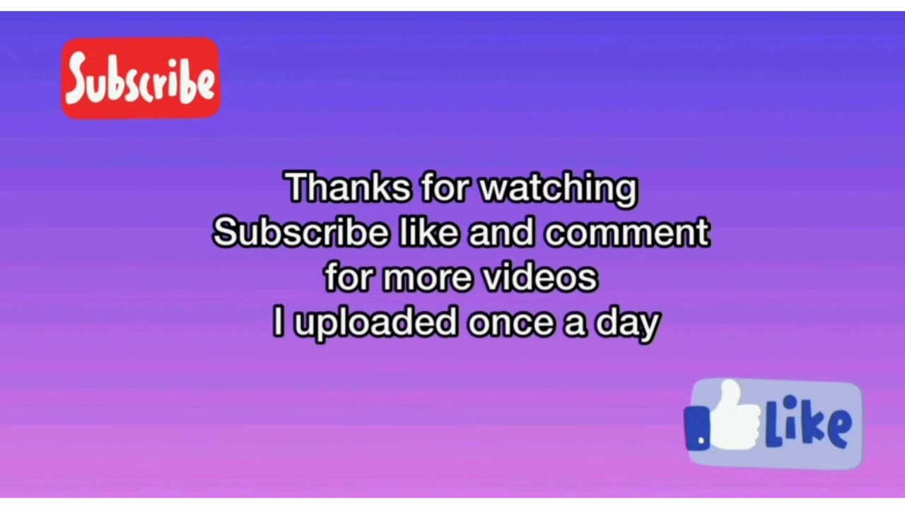 Funny animal videos