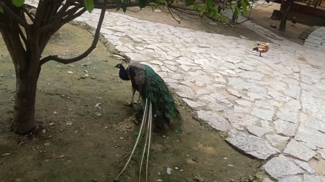 The peacock walks freely