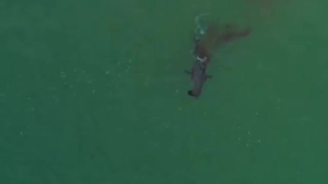 Drone flagra momento em que tubarão-branco devora foca viva