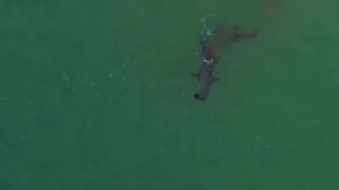 Drone flagra momento em que tubarão-branco devora foca viva