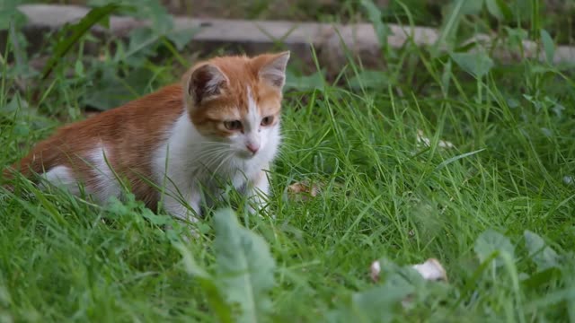 Secret search mission.....#CUTE_CAT