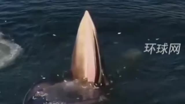 The whale