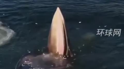 The whale