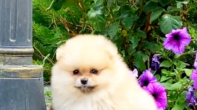 So cute dog πΆπΆπ video