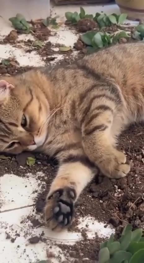 Resting after a hard day’s work 🤣😂