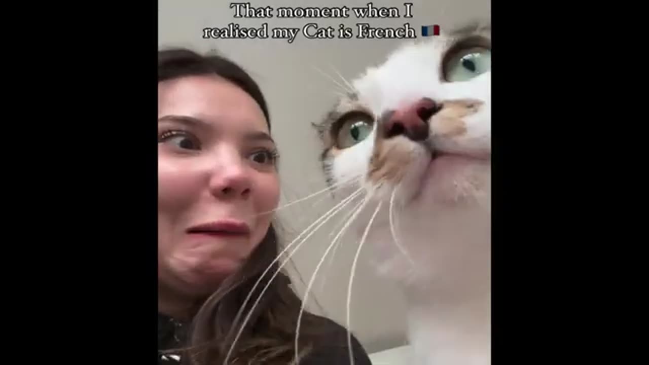 Funny cats 2024
