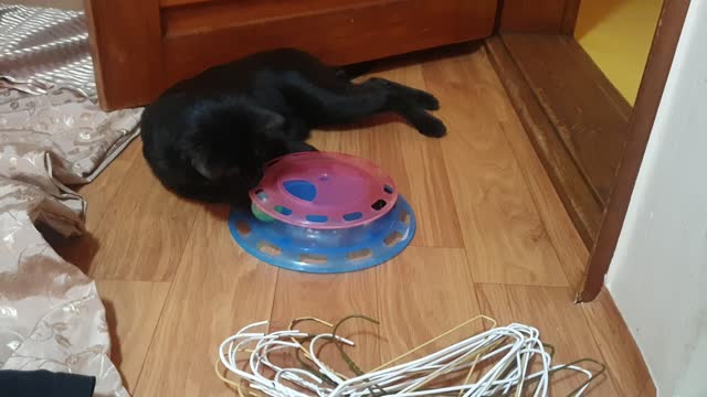 Black cat play