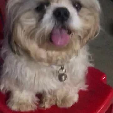 Dog sitting watching TV.