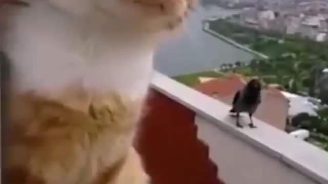 WTF Cats moment😹 - Don't try to hold back Laughter 😂