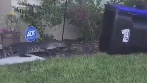 TRENDING NOW! WILD SCENE MAN TRAPPING ALLIGATOR HIS ''OWN WAY" — IN A GARBAGE BIN