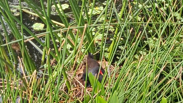 CUTE!! Mother Bird in brush on nest with chicks