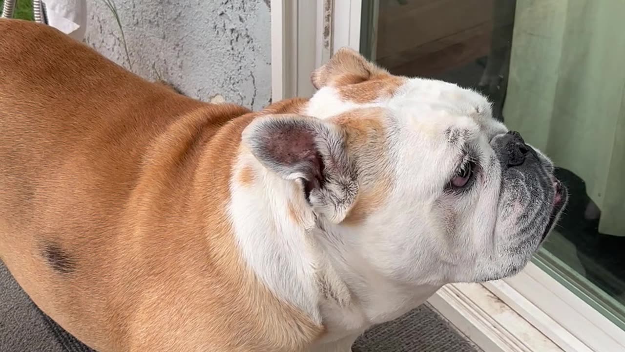Bulldog wants owner to open the door for her