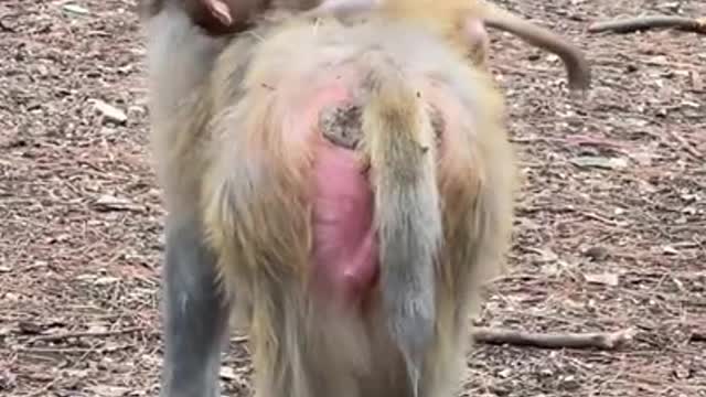 Cute Monkey China & Funny Love monkey| Animals Love