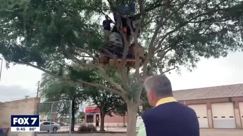 Texas homeless man builds house in tree _ FOX 7 Austin