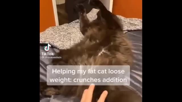 Funny Cats Life