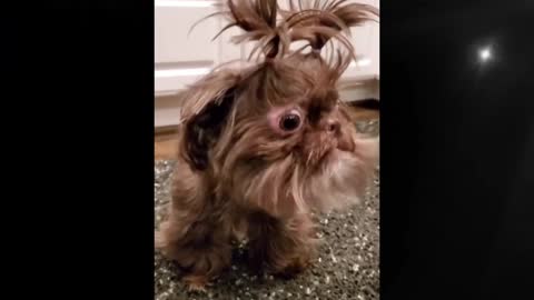 Funny and cute dogs Do you like them, let me know in the comments section