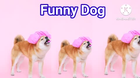 Cute and Funny Dog Videos