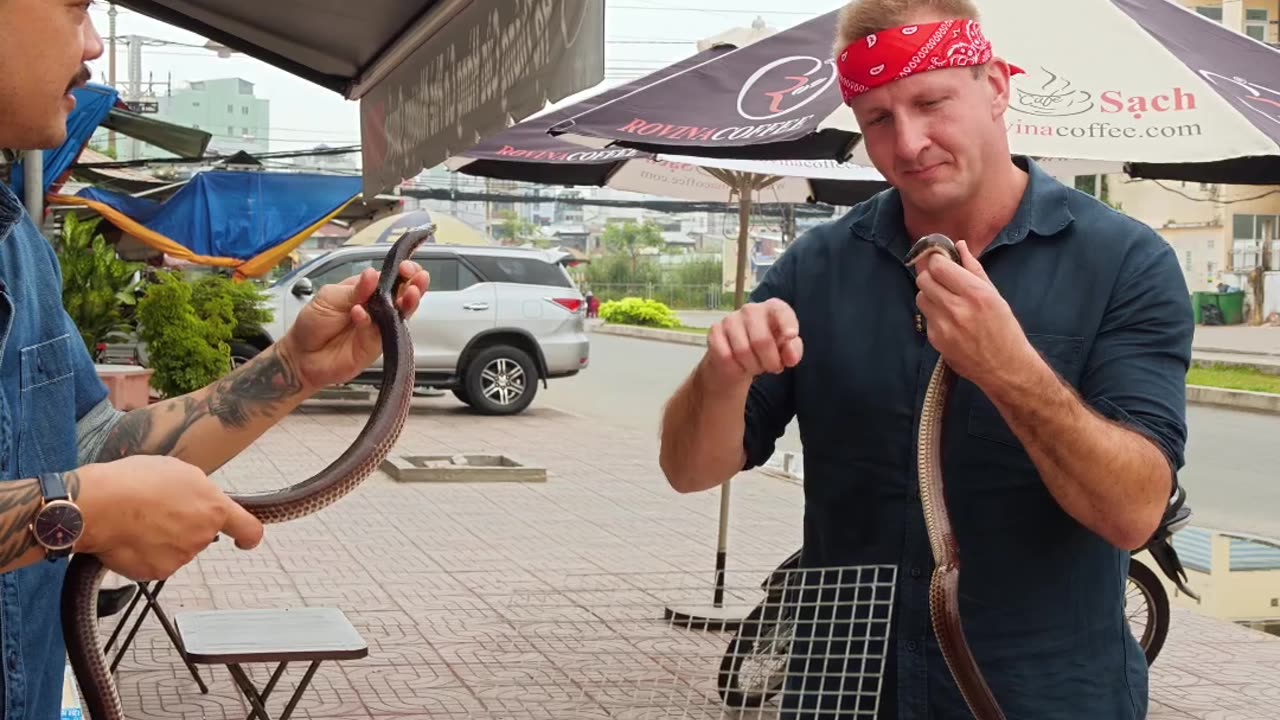 Mastering the Art of Cooking Sunbeam Snake Dishes