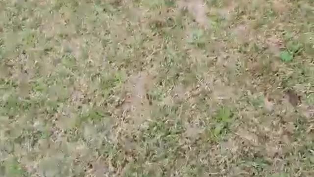 Soccer bout on the grass! (Pembroke Welsh Corgi)