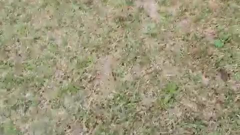 Soccer bout on the grass! (Pembroke Welsh Corgi)